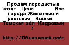 Продам породистых котят › Цена ­ 15 000 - Все города Животные и растения » Кошки   . Томская обл.,Кедровый г.